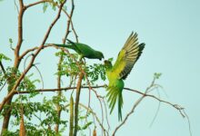 Deterring Birds From Your Home