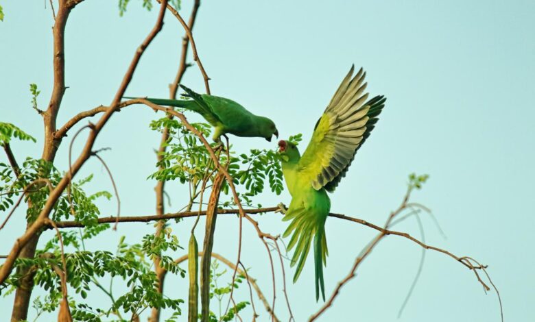 Deterring Birds From Your Home