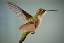 best Hummingbirds Wonderful Pets