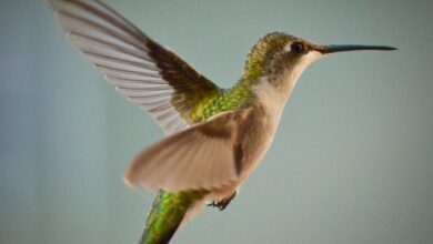 best Hummingbirds Wonderful Pets