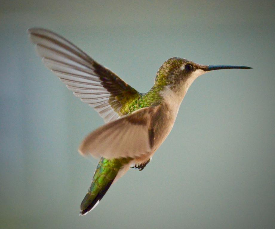 best Hummingbirds Wonderful Pets