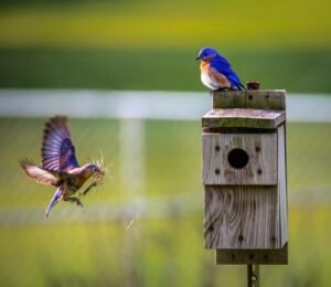 Bird Watching Basics