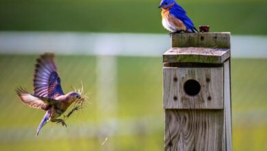 Bird Watching Basics