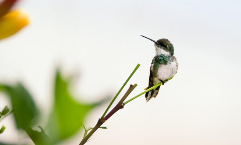 best Hummingbird Feeders