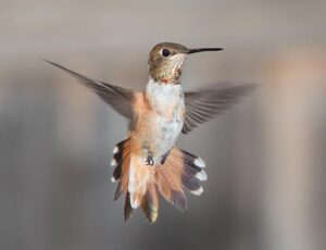 best A Summer Garden for the Birds