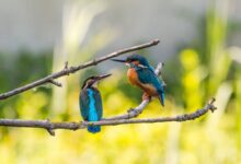 best A Summer Garden for the Birds