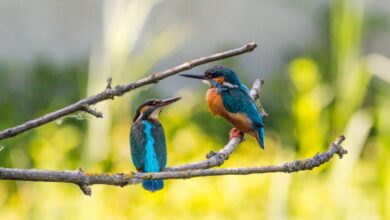 best A Summer Garden for the Birds