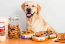 All-natural Dog Food in The UK