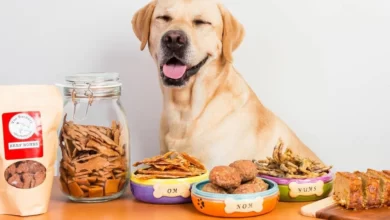 All-natural Dog Food in The UK