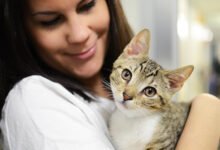 Taking care of Your Cat's Health