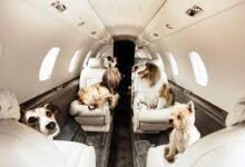 Taking a trip with animals on Airlines