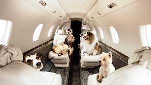 Taking a trip with animals on Airlines