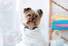 Pet Dog Grooming Helps Promote Good Dog Health