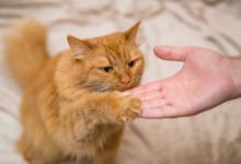 Exactly how to Correct a Cat in Cat Training