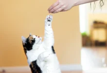 Feline Training for Your Intractable Cat