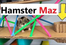 Hamster Mazes