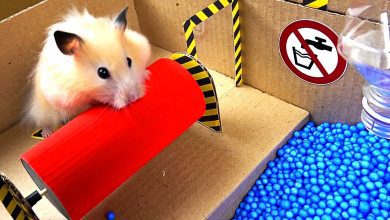 Caring Guide for Hamster Babies