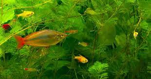 efficient care requirements for aquarium fish