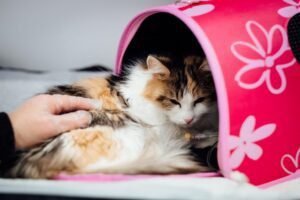 Pet Cat Training Must-Haves 